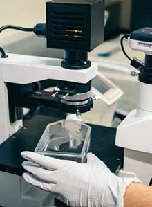 carne in vitro