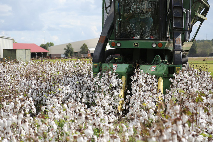 Primark formará a 160.000 granjeros en técnicas de cultivo de algodón sostenible