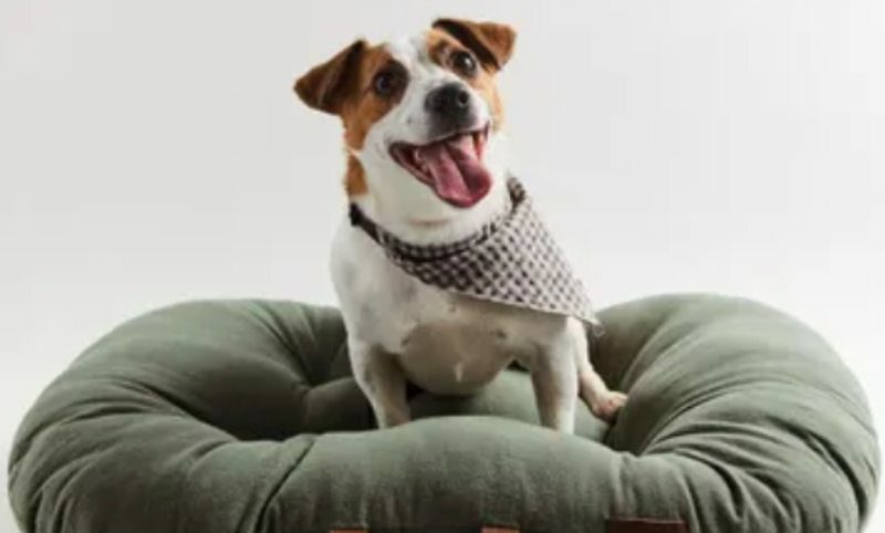 Zara apuesta por el mundo animal: lanza una colección para perros