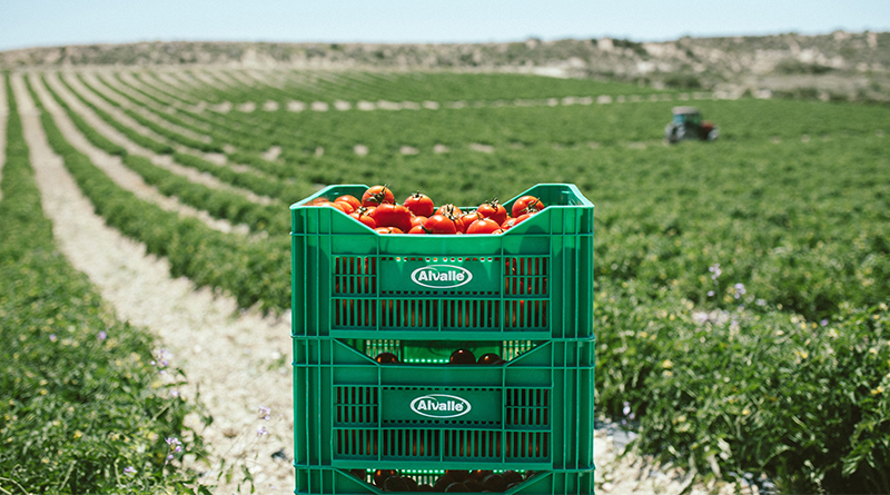En verano, pasan menos de 24 horas desde que la materia prima se recoge de la tierra hasta que los productos Alvalle salen al mercado