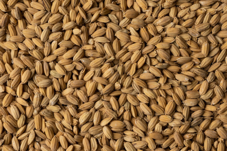 Nomen Foods malta de arroz