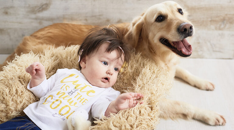 Mientras que las cunas y otros objetos para bebés se han estancado, las camas de perros han aumentado un 130%, según idealo